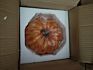 Pumpkins Statues Sculpture Resin Figurine Resin Craft for Home Decoration