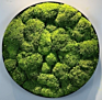 Preserved Moss