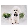 Seller Pure Cotton Pet Cat Dog Bow Tie