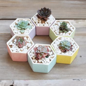Rainbow Hexagon Flower Pot Ceramic for Planter