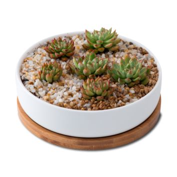 round White Ceramic Vase Plant Pot Planters Indoor Cactus Small Planter Flower Pots & Planters Succulent Pots