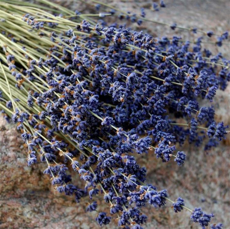 22Inch Dried Lavender Bundle Flowers Freshly Harvested Real 100% Natural Lavender Bunch for Diy Home Office Party Wedding Deco