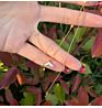 Elegant Luxury Minimalist Dainty Jewelry 925 Sterling Silver Shell Mermaid Pendant Extension Chain Necklace for Women