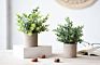 3 Pack Mini Potted Faux Greenery Artificial Plastic Eucalyptus Rosemary Plants for Home Office Desk Room Decoration