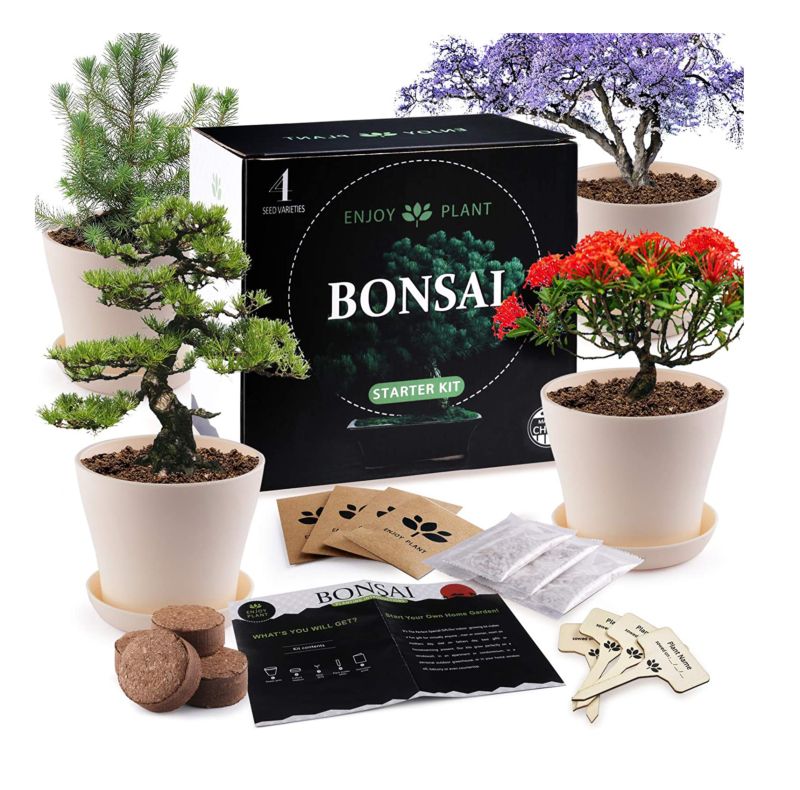 Diy Indoor Bonsai Tree Starter Kit with 4 Seeds Types Includes Seed Pot Peat Soil for Kids and Adult Crafts