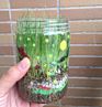 Creativity for Kids Grow N Grow Terrarium Science Kits for Kids