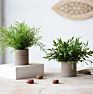 3 Pack Mini Potted Faux Greenery Artificial Plastic Eucalyptus Rosemary Plants for Home Office Desk Room Decoration