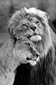 Black and White African Wild Lions Lover Canvas Painting Posters and Prints Wall Art for Living Room Home Decor (No Frame)